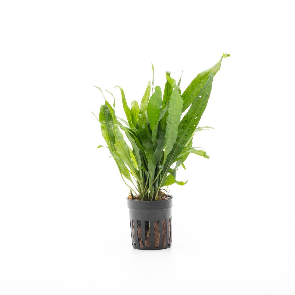 Java Fern Sp. Narrow Aquarium Plant — Buce Plant