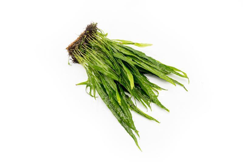 Java Fern Narrow on Coco Fiber Mat Aquatic Plant - Buce Plant