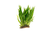 Java Fern Narrow on Coco Fiber Mat Aquatic Plant - Buce Plant