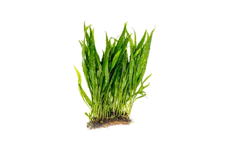 Java Fern Narrow on Coco Fiber Mat Aquatic Plant - Buce Plant