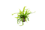Narrow mini Java Fern aquatic plant from CPA, with lush green fronds suitable for freshwater aquariums.