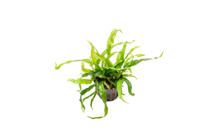Narrow mini Java Fern aquatic plant from CPA, with lush green fronds suitable for freshwater aquariums.