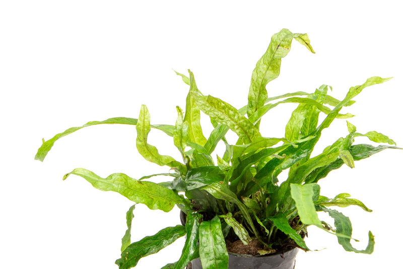 Close-up of CPA Java Fern Narrow Mini aquatic plant with slender green fronds suitable for freshwater aquariums.