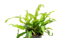 Java Fern Narrow Mini Aquarium Plant — Buce Plant