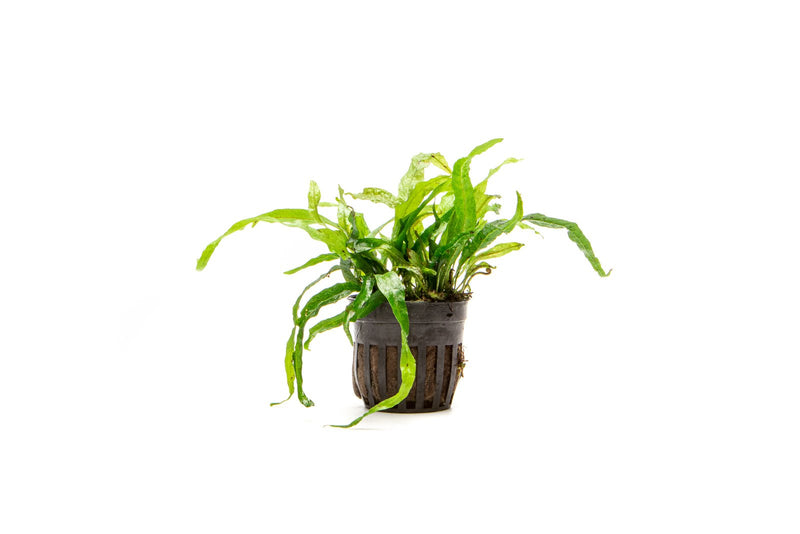 Close-up of CPA Java Fern Narrow Mini, a delicate aquatic plant with slender green fronds for freshwater aquariums.