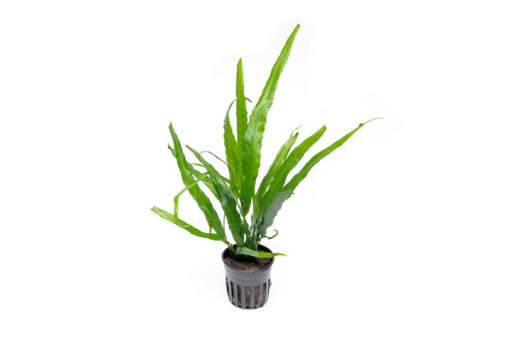 Java Fern Needle Leaf — Buce Plant