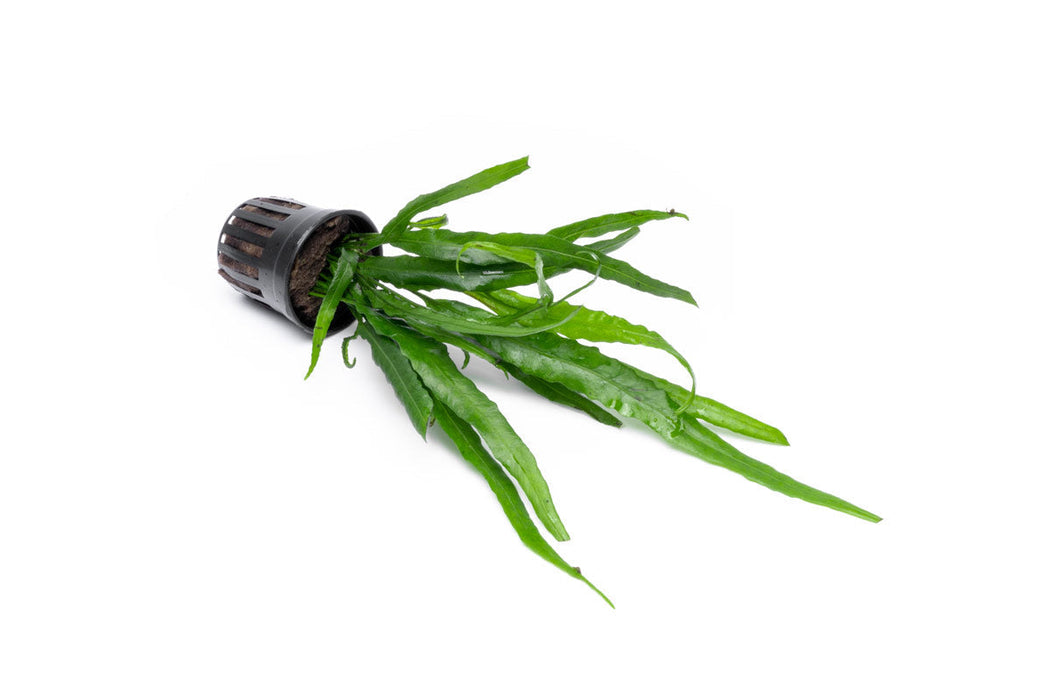 Java Fern Needle Leaf — Buce Plant