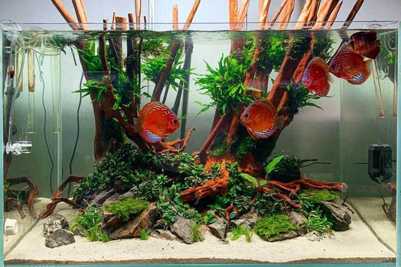 Healthy Java Fern Petite aquatic plant from CPA with vibrant green, detailed leaves suitable for freshwater aquariums.
