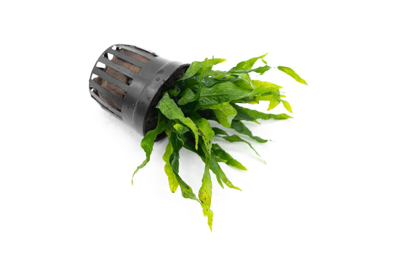 Healthy Java Fern Petite aquatic plant from CPA with lush, green fronds suitable for freshwater aquariums.