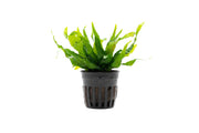 Small Java Fern Petite aquatic plant from CPA with lush green, delicate fronds ideal for freshwater aquariums.