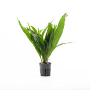 Java Fern Philippine Aquatic Plant - Buce Plant