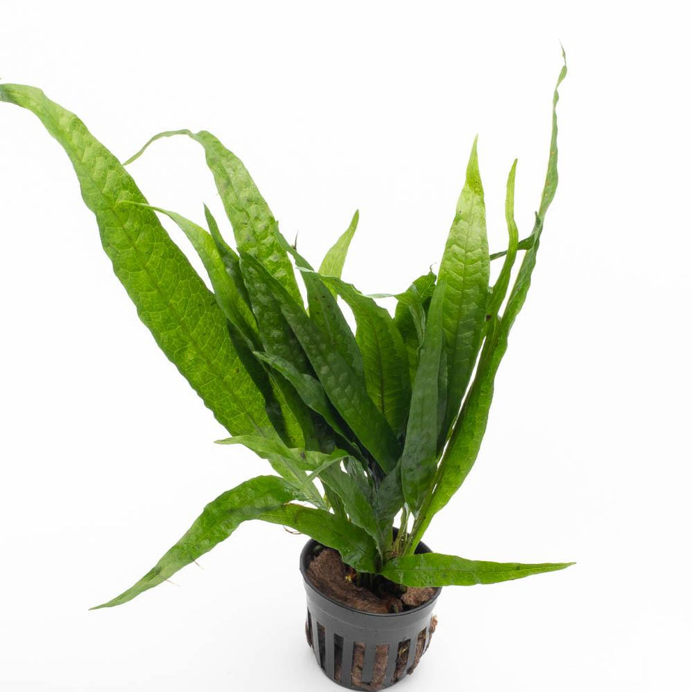 Microsorum Pteropus Philippine Aquarium Plant — Buce Plant