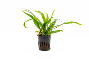 Mini Philippine Java Fern aquatic plant by CPA with lush green fronds suitable for freshwater aquariums