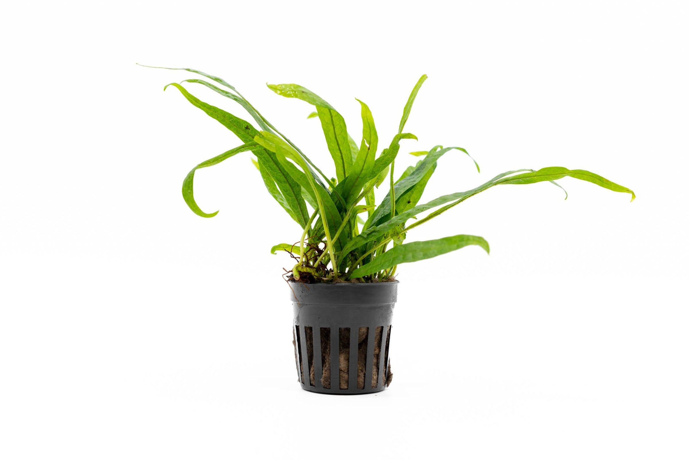 Java Fern Philippine Mini Aquarium Plant — Buce Plant
