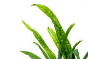 Healthy Philippine Mini Java Fern aquatic plant from CPA with lush green leaves, ideal for freshwater aquariums.