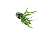 Small Java Fern Philippine Mini aquatic plant from CPA, featuring delicate green fronds suitable for freshwater aquariums.