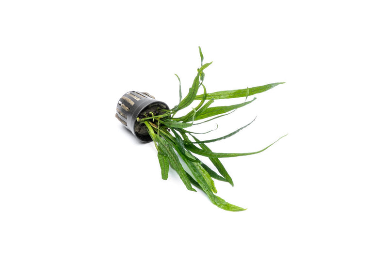 Small Java Fern Philippine Mini aquatic plant from CPA, featuring delicate green fronds suitable for freshwater aquariums.