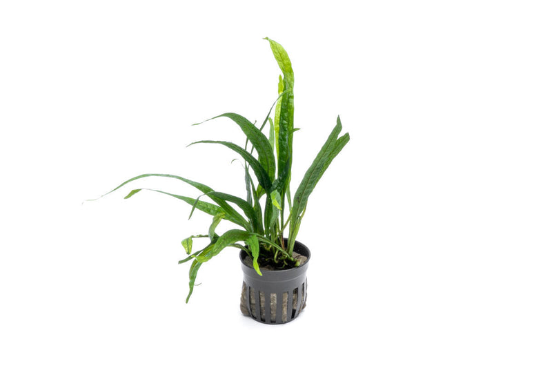 Healthy Philippine Mini Java Fern aquatic plant from CPA with bright green, delicate fern leaves for freshwater aquariums.