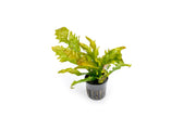 Java Fern Sunrise aquatic plant by CPA with bright green fronds and lush foliage for freshwater aquariums.