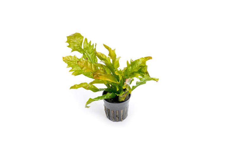 Java Fern Sunrise aquatic plant by CPA with bright green fronds and lush foliage for freshwater aquariums.