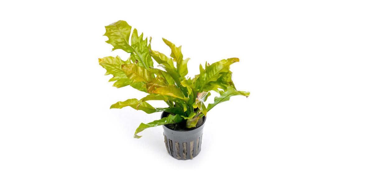 Java Fern Sunrise Aquarium Plant — Buce Plant