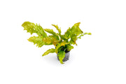 Bright green Java Fern Sunrise aquatic plant from CPA, showcasing its vibrant sunrise-colored fronds in an aquarium setting.