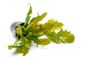 Bright Java Fern Sunrise aquatic plant by CPA with vibrant green and reddish leaves, ideal for freshwater aquariums.