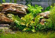 Bright green Java Fern Sunrise aquatic plant by CPA, showcasing vibrant fronds ideal for freshwater aquariums.