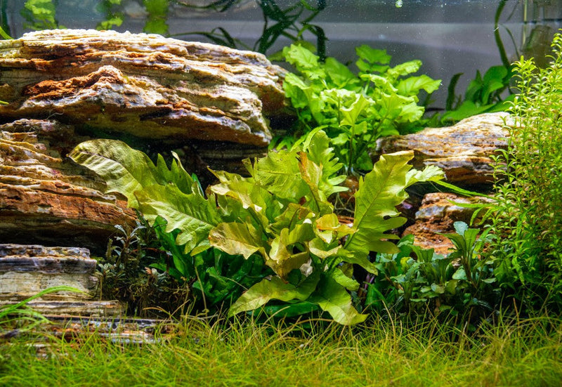 Bright green Java Fern Sunrise aquatic plant by CPA, showcasing vibrant fronds ideal for freshwater aquariums.