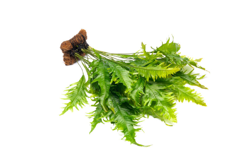 Java Fern Sunrise aquatic plant planted on a coco fiber mat, ideal for freshwater aquariums, by ACW.