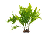 Java Fern Sunrise aquatic plant from ACW growing on a coco fiber mat, with lush green fronds suitable for freshwater aquariums.