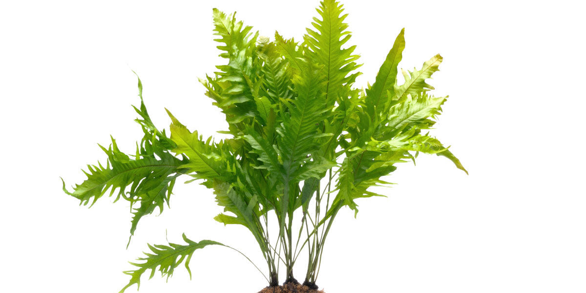 Java Fern Background Java Fern Sunrise on Mat Aquarium Plants - Buce Plant