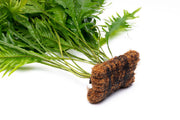 Aquatic Java Fern Sunrise plant on coconut fiber mat, healthy green aquatic plant for freshwater aquariums by ACW.