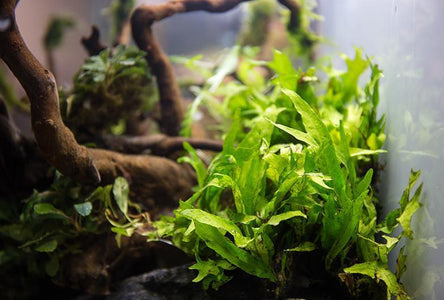Java Fern 'Thor's Hammer' Aquarium Plant - Buce Plant