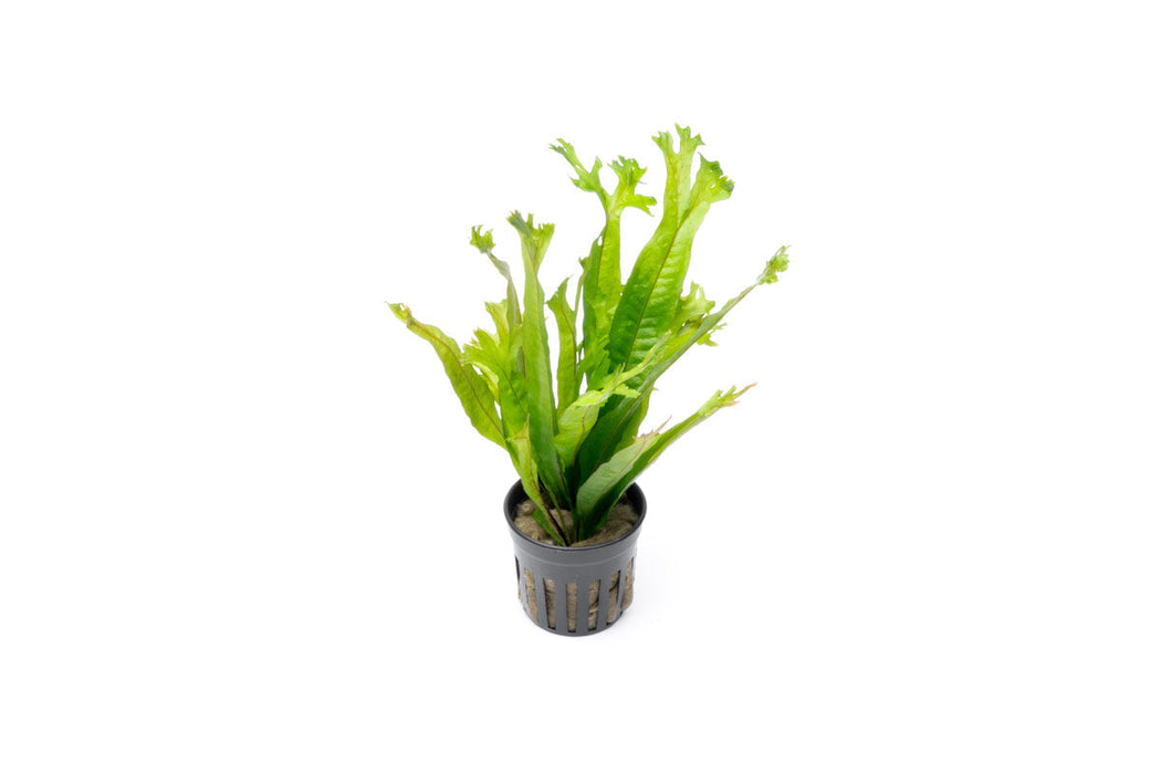 Java Fern 'Thor's Hammer' Aquarium Plant - Buce Plant