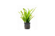 Java Fern 'Thor's Hammer' Aquarium Plant - Buce Plant