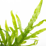 Healthy Java Fern Trident aquatic plant from CPA with vibrant green, detailed leaves suitable for freshwater aquariums.