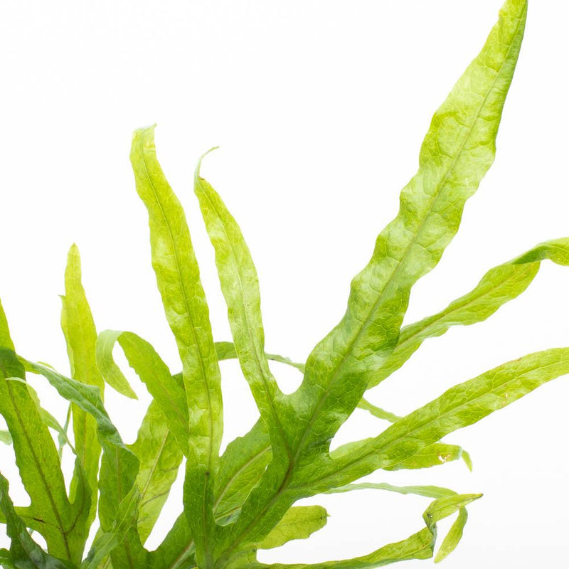 Healthy Java Fern Trident aquatic plant from CPA with vibrant green, detailed leaves suitable for freshwater aquariums.