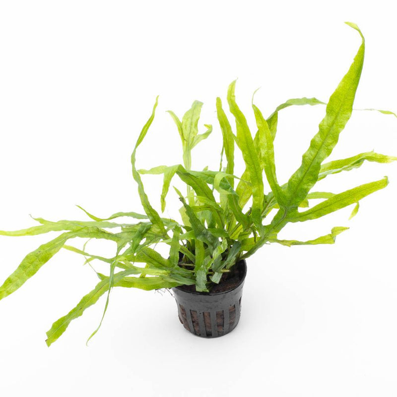Aquatic Java Fern Trident plant from CPA, featuring vibrant green, elongated fronds ideal for freshwater aquariums.