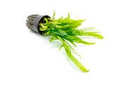 Healthy Java Fern Trident aquatic plant from CPA with vibrant green fronds suitable for freshwater aquariums.