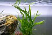 Healthy Java Fern Trident aquatic plant from CPA with vibrant green fronds suitable for freshwater aquariums.
