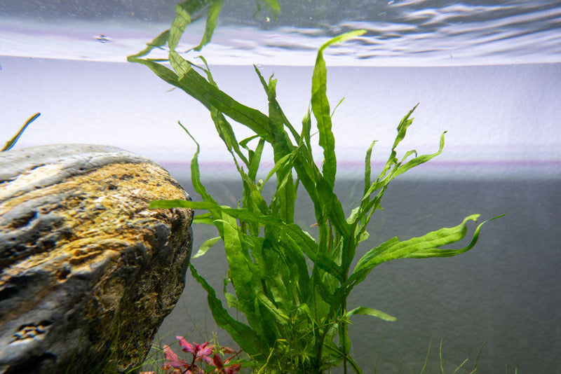 Healthy Java Fern Trident aquatic plant from CPA with vibrant green fronds suitable for freshwater aquariums.