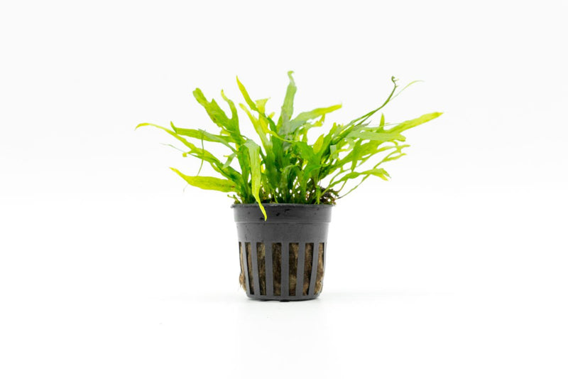Java Fern Trident Mini aquatic plant by CPA with vibrant green, feathery leaves ideal for freshwater aquariums.