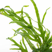 Java Fern Trident Mini aquatic plant by CPA with vibrant green, finely textured leaves suitable for freshwater aquariums.