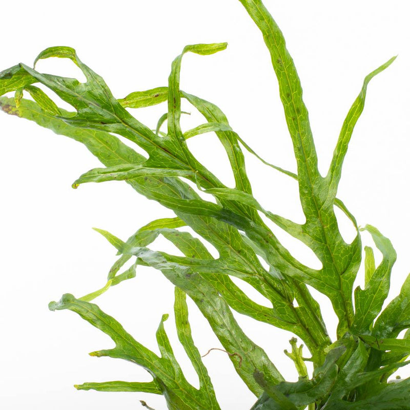Java Fern Trident Mini aquatic plant by CPA with vibrant green, finely textured leaves suitable for freshwater aquariums.