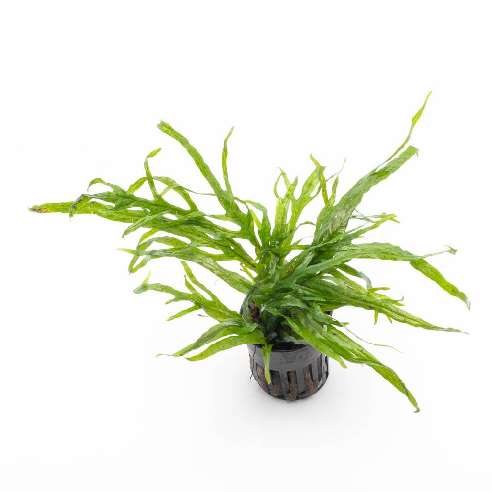Java Fern Trident Mini Aquarium Plant - Buce Plant