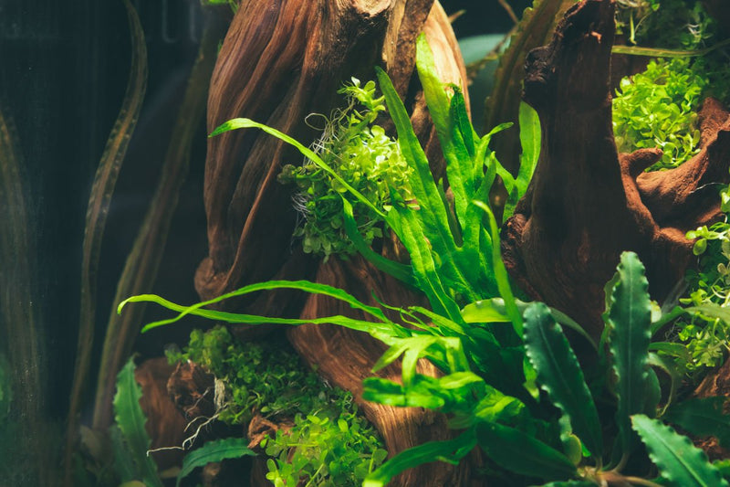 Java Fern Trident Mini aquatic plant by CPA with vibrant green, detailed fronds suitable for freshwater aquariums.