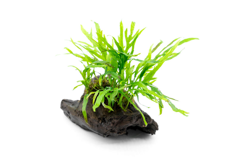 Java Fern Trident Mini aquatic plant attached to driftwood, featuring vibrant green fronds, ideal for freshwater aquariums.