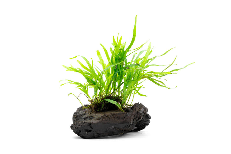 Java Fern Trident Mini aquatic plant attached to driftwood, ideal for freshwater aquariums, by CPA.