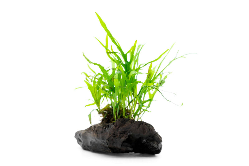 Java Fern Trident Mini aquatic plant attached to driftwood, showcasing lush green fronds on a natural wood base.